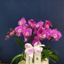 (주)농업회사법인 삼화원종 | 발전축하난_서양난.호접(충북 홍성군 충청남도청 동물방역위생과)