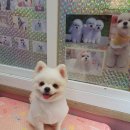the 굿 dog 이미지