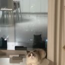 반하나캣