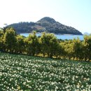[번개단체] 거제의 숨겨진 비경..수선화꽃밭.. 공곶이 & 자연 그대로의 아름다운 섬..내도. 3/23(일) 이미지