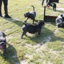 챔피언켄넬 이미지