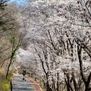 보문산 산책길 이미지