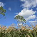 가을 정취를 만끽하는 11월에 이미지