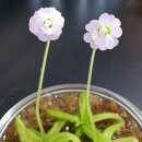 제이드플로라