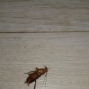 로취사이언스 네이버블로그