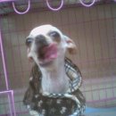 애견마을 이미지