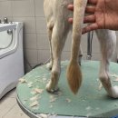 베버리 독스 이미지