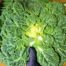 해남 호박고구마 // 농장에서 수확하는 부사 사과 // 잘익은 완숙토마토 이미지