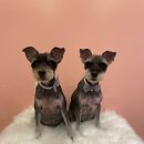 코모네 펫하우스 이미지