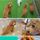 개님살롱 이미지