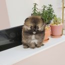 강아지분양 애견분양 꽃강아지 광진점 이미지