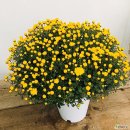 FEELIO (필리오) | 남원 아트센터 11월 전시 국화 분재와 특별전시 미디어 아트 전시 관람 후기를 소개 드려요