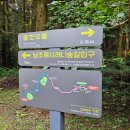 한라산둘레길 사려니숲길 | 제주도 러닝코스 추천 한라산 사려니숲길 붉은오름 트레일 러닝후기