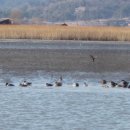 순천만짱둥어마을 이미지