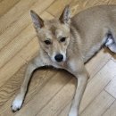 꽃길만 걷개 | 유기견 강아지 산책봉사활동 꽃길걷개 파주 진도믹스 임시보호 신청방법 후기