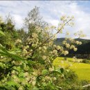 고령농장 이미지