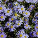 쑥부쟁이 이미지