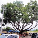 느티나무 이미지