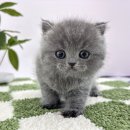 인천고양이분양 테디럽 이미지