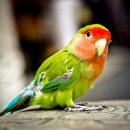 앵무새 이미지