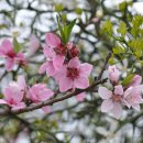 꽃의계절 이미지