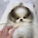 나눔펫 책임분양소 강아지분양 일산점 이미지