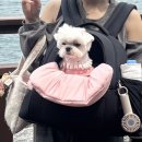 서초대로34가길 52_ | KTX타고 떠나는 강아지 두마리와의 첫 부산여행!🌊 (2박3일 코스 공유)