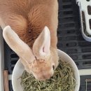 달나라 토끼농장 이미지