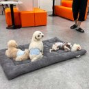 개랑놀아주는남자 이미지