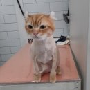 귀엽개귀엽냥 이미지