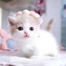 서울고양이분양 묘연 이미지