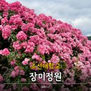 조선메디칼 - 영등포구 도림로59길 6-1 | 2026 조대 장미축제 기간 아이랑 다녀온 후기
