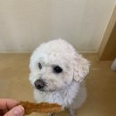 하이 오도독 이미지