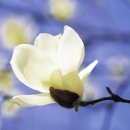 목련 노래방 이미지