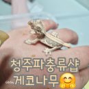 수곡초등학교 | 청주 파충류샵 게코 나무숲 브레스티드 게코 릴리 화이트 입양💙