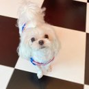 올리브네 펫살롱 이미지