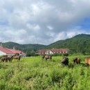 웨스턴캠프 이미지