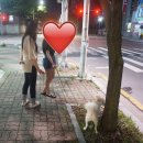 해피독반려견방문교육 이미지