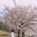 박곡안 이미지