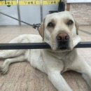 소원정육 이미지