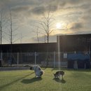 이자매펫미용원 | 익산평택 고속도로 평택호 휴게소 펫파크 차멀미 해결 애견운동장 방문 후기