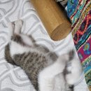 착한 고양이 이미지