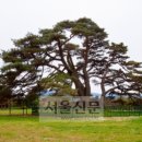 상주 상현리 반송 이미지