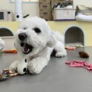 도기크루 이미지