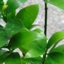 죽백6로 이미지