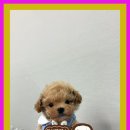 퍼피댕 강아지분양 안심분양소 광명점 말티푸 미니비숑 토이푸들 이미지