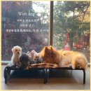 with dog(위드독) | 귀여움 한도 초과 댕댕이 안양애견카페 위드독