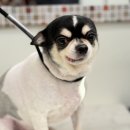 단추펫살롱 이미지