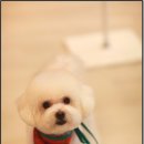 로라펫살롱 이미지