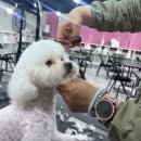 우리집강아지 애견미용 이미지